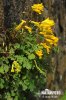 Yellow Corydalis