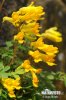 Yellow Corydalis