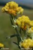 Yellow Everlasting Daisies