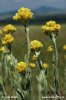 Yellow Everlasting Daisies