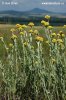 Yellow Everlasting Daisies