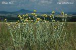 Yellow Everlasting Daisies