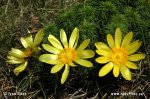 Yellow Pheasant's-eye