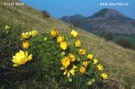 Yellow Pheasant's-eye