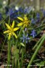 Yellow Star-of-Bethlehem