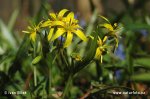 Yellow Star-of-Bethlehem