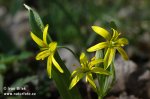 Yellow Star-of-Bethlehem