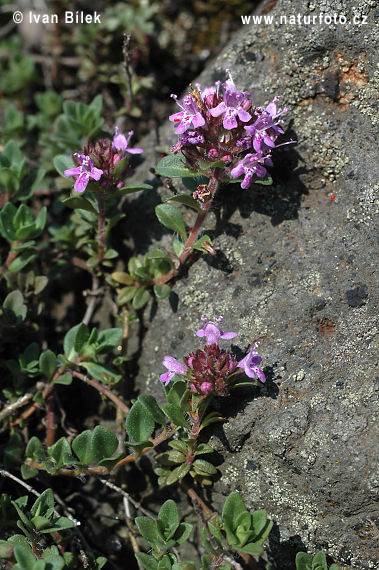 Thymus praecox