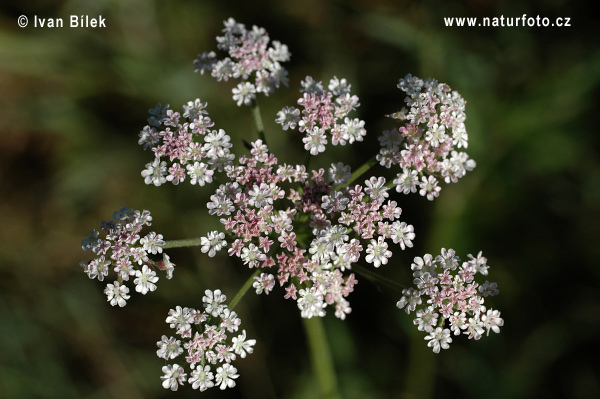 Torilis japonica