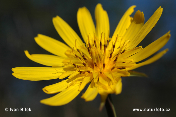 Tragopogon orientalis