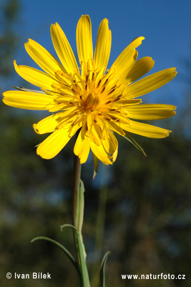 Tragopogon orientalis