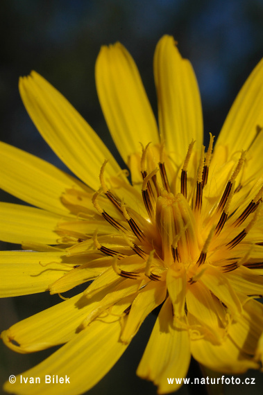 Tragopogon orientalis