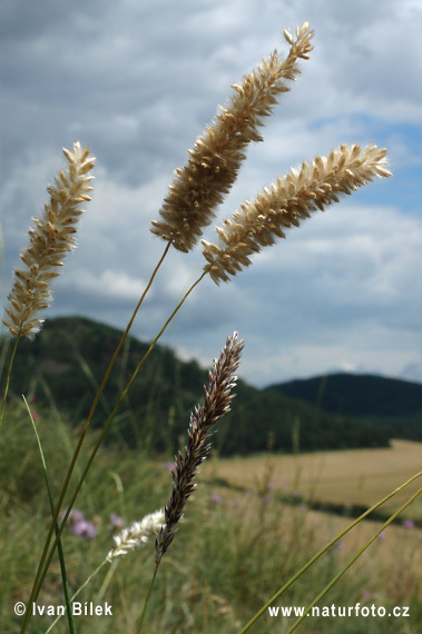 Transylvanian Pearl Grass (Melica transsilvanica)