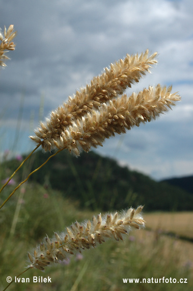 Transylvanian Pearl Grass (Melica transsilvanica)