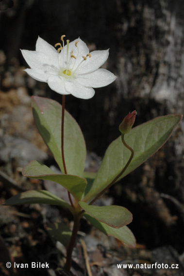 Trientalis europaea