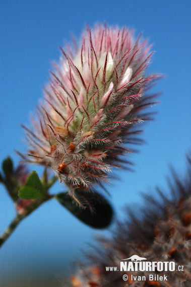 Trifolium arvense