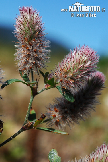 Trifolium arvense