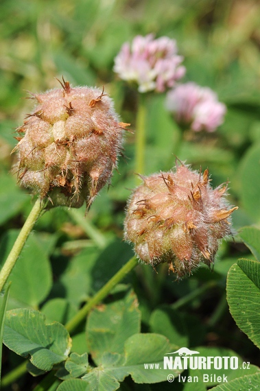 Trifolium fragiferum