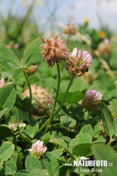 Trifolium fragiferum