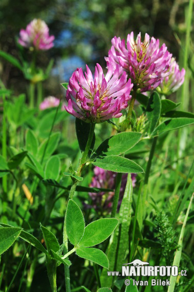 Trifolium medium