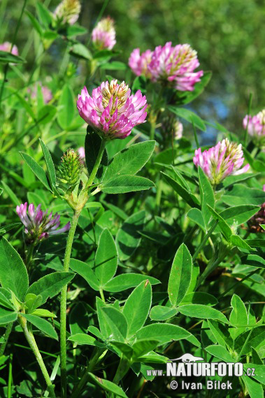 Trifolium medium