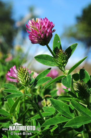 Trifolium medium