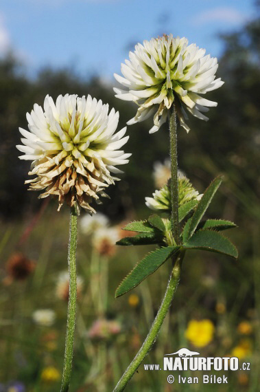 Trifolium montanum