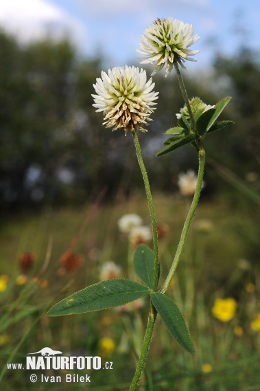 Trifolium montanum