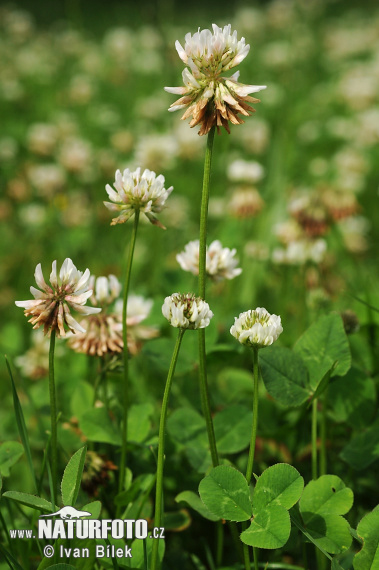 Trifolium repens