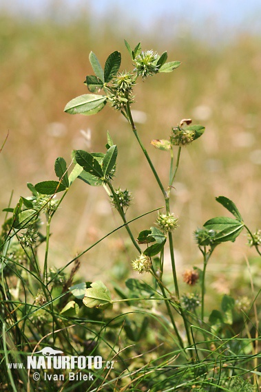 Trifolium retusum