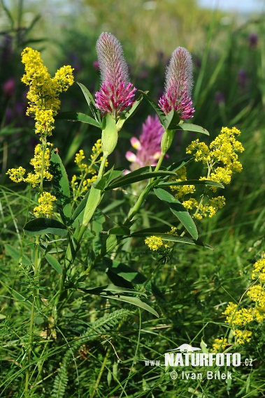 Trifolium rubens