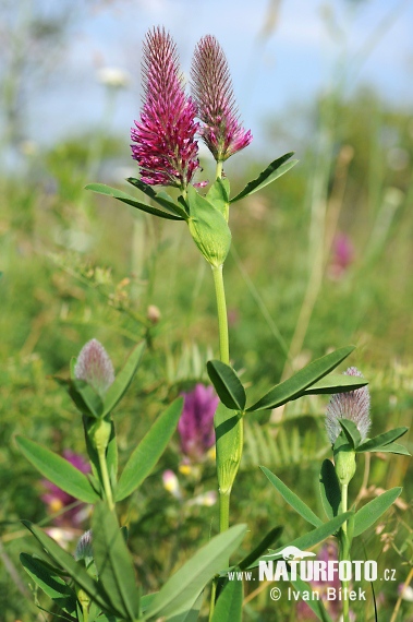 Trifolium rubens