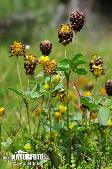 Trifolium spadiceum