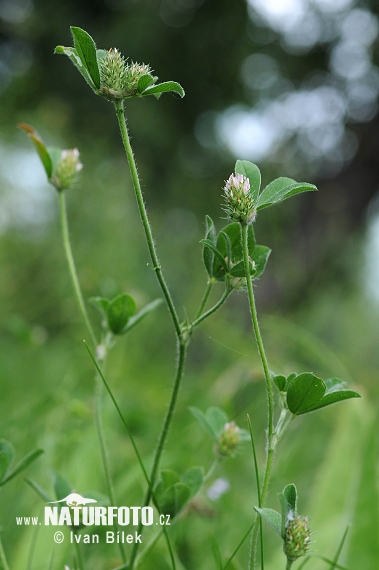 Trifolium striatum