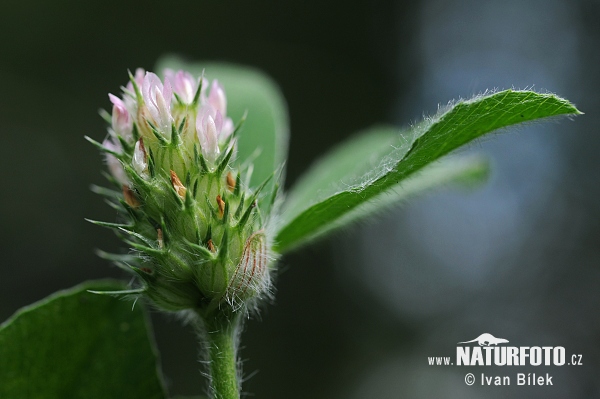 Trifolium striatum