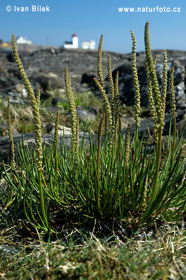 Triglochin maritima