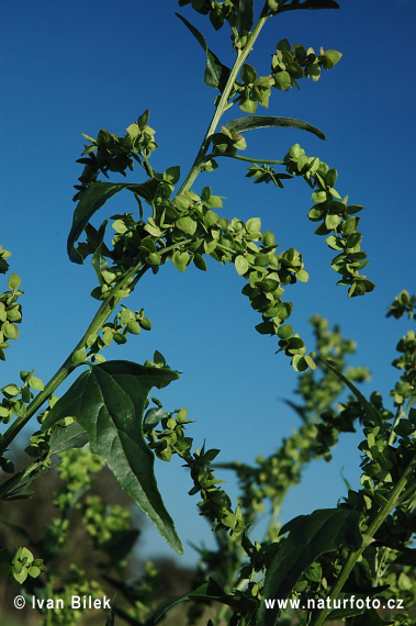 triplex nitens Schkuhr