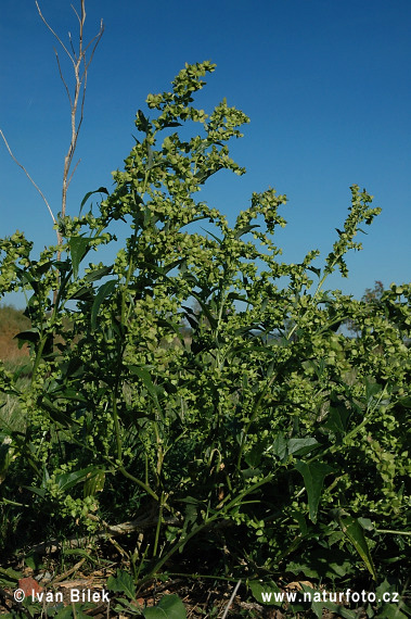 triplex nitens Schkuhr