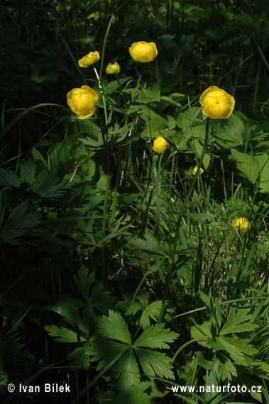 Trollius altissimus