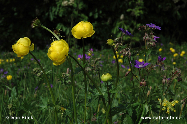 Trollius altissimus