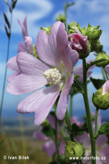 Tysk Poppelrose