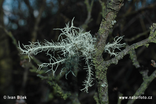 Usnea hirta