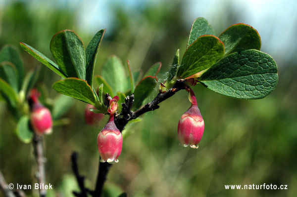 Vaccinium uliginosum