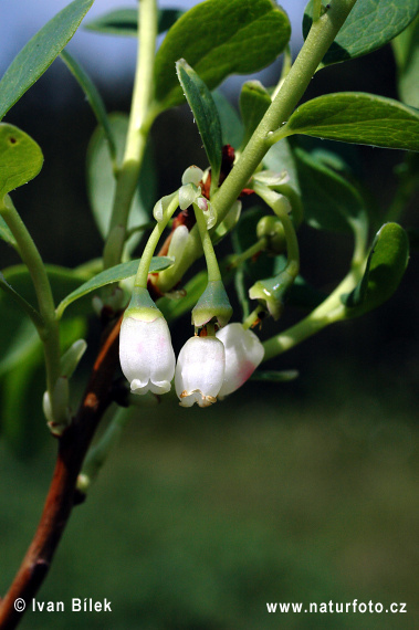 Vaccinium uliginosum