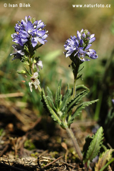 Veronica prostrata