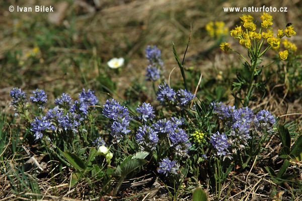 Veronica prostrata