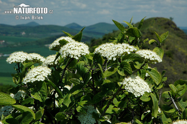 Viburno lantana