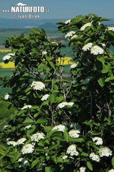 Viburnum lantana