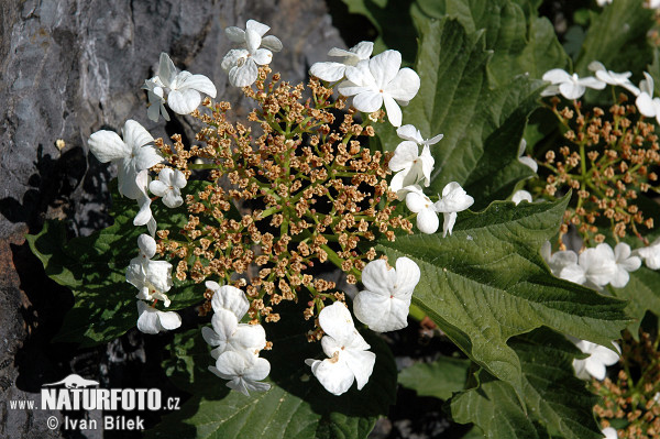 Viburnum opulus