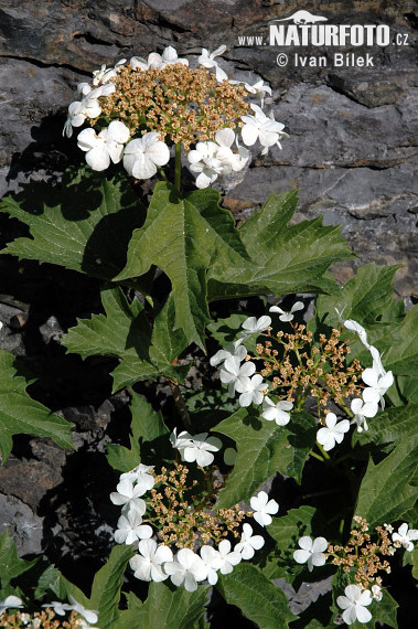 Viburnum opulus